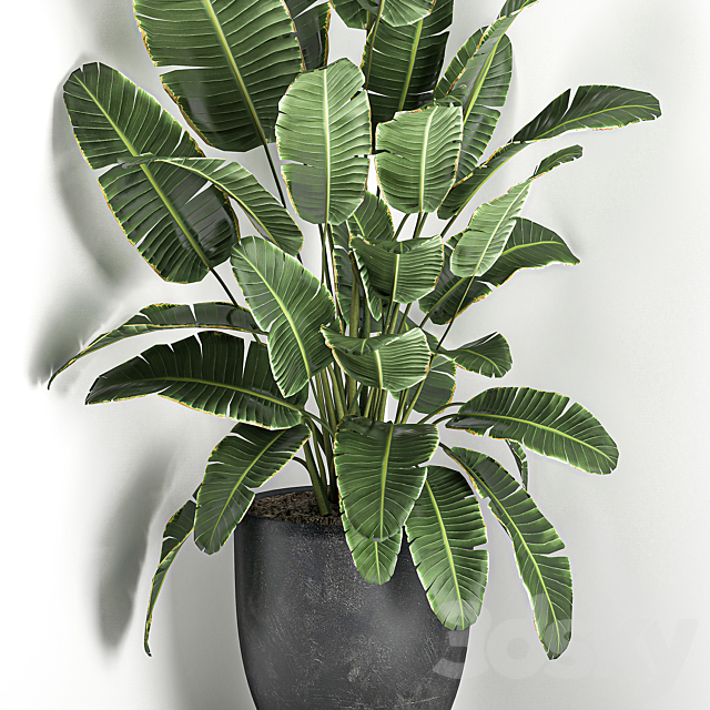 Lush beautiful banana corner palm in a black pot with strelitzia ravenala. Set 685. 3DS Max Model - thumbnail 4