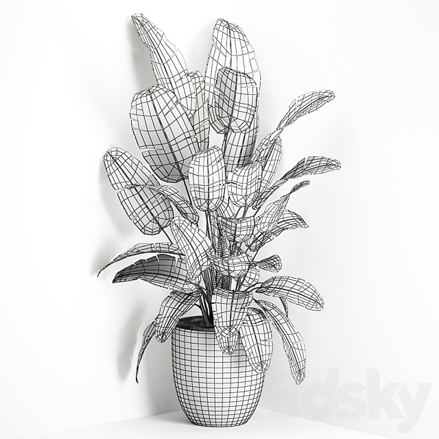 Lush beautiful banana corner palm in a black pot with strelitzia ravenala. Set 685. 3DS Max Model - thumbnail 5