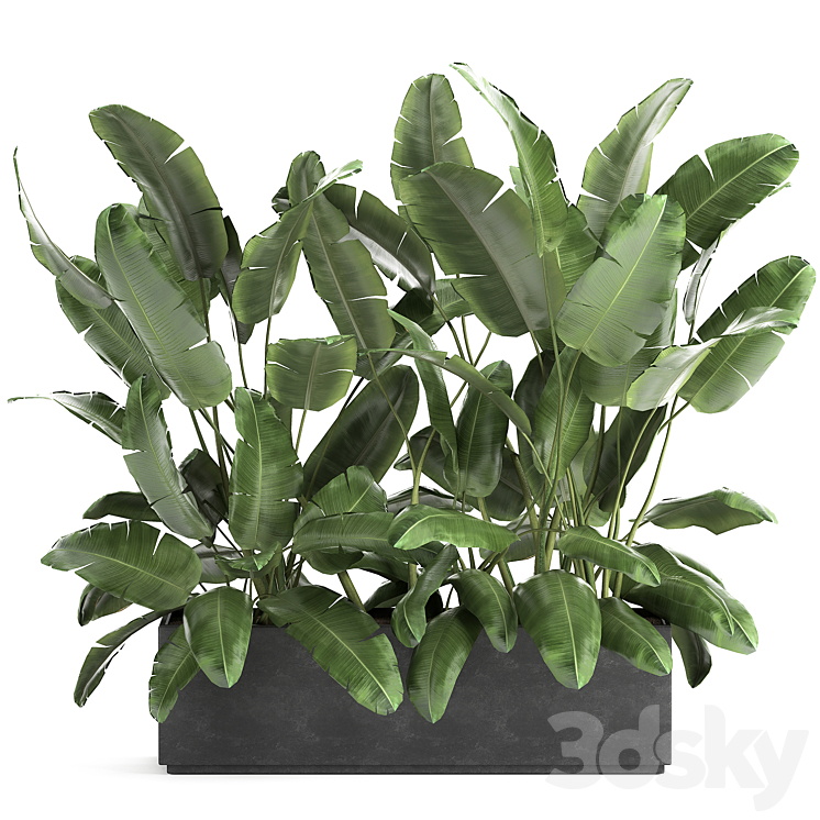 Lush exotic thickets of bushes banana palm ravenala Strelitzia in a metal pot flowerbed. 866. 3DS Max - thumbnail 1