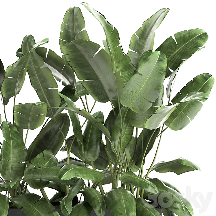 Lush exotic thickets of bushes banana palm ravenala Strelitzia in a metal pot flowerbed. 866. 3DS Max - thumbnail 2