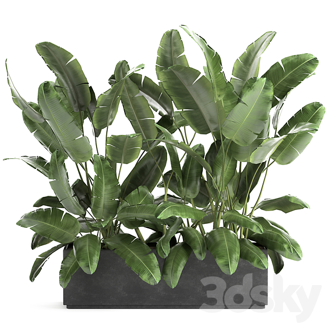 Lush exotic thickets of bushes banana palm ravenala. Strelitzia in a metal pot flowerbed. 866. 3DSMax File - thumbnail 1