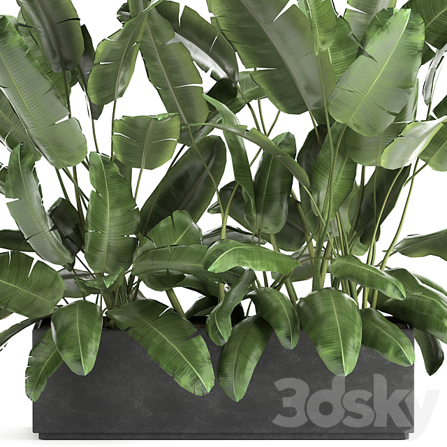 Lush exotic thickets of bushes banana palm ravenala. Strelitzia in a metal pot flowerbed. 866. 3DSMax File - thumbnail 3