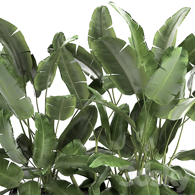 Lush exotic thickets of bushes banana palm ravenala. Strelitzia in a metal pot flowerbed. 866. 3DSMax File - thumbnail 4