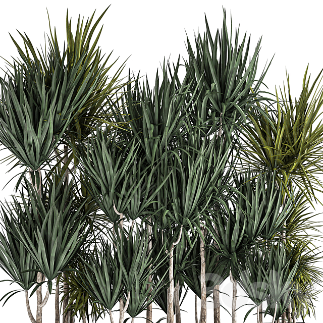 Lush exotic thickets of Dracaena bushes in a metal pot flowerbed. 887. 3DS Max Model - thumbnail 2