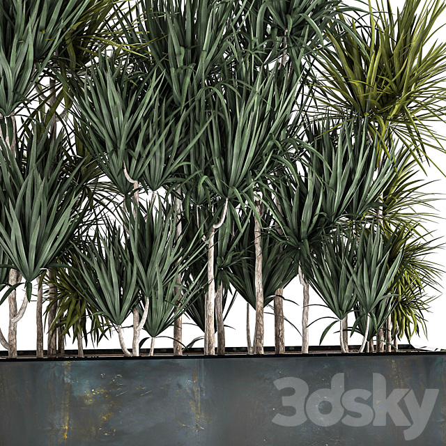 Lush exotic thickets of Dracaena bushes in a metal pot flowerbed. 887. 3DS Max Model - thumbnail 3