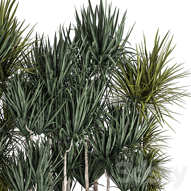 Lush exotic thickets of Dracaena bushes in a metal pot flowerbed. 887. 3DS Max Model - thumbnail 4