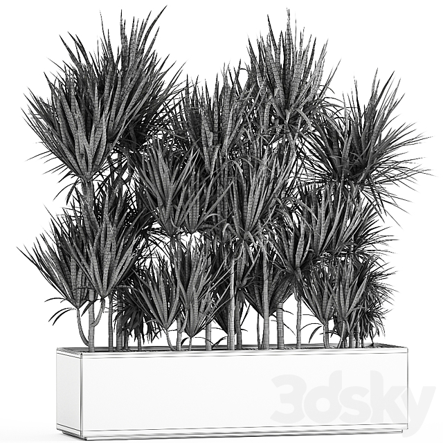 Lush exotic thickets of Dracaena bushes in a metal pot flowerbed. 887. 3DS Max Model - thumbnail 5