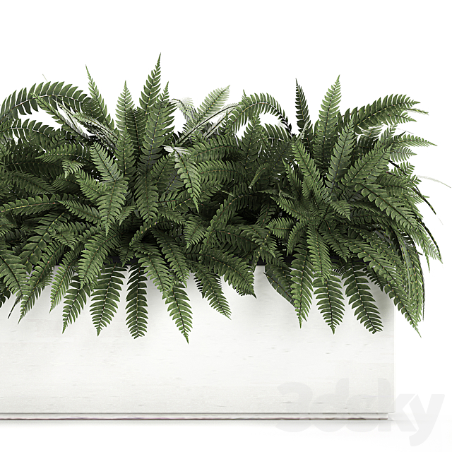 Lush ornamental bushes overgrown in a flowerbed pot with Nephrolepis. fern. outdoor flowerpot. Set 673. 3DSMax File - thumbnail 3