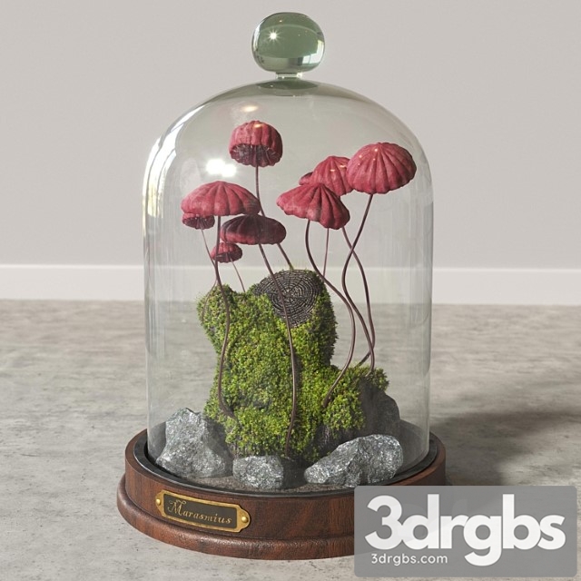 Marasmius Florarium - thumbnail 1