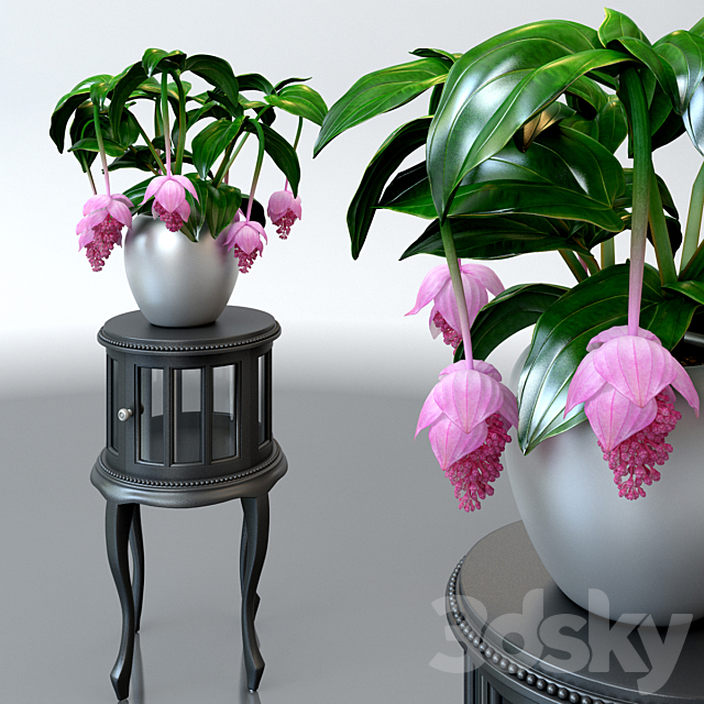 Medinilla magnificent _ Medinilla Magnifica flower on a pedestal 3DSMax File - thumbnail 1