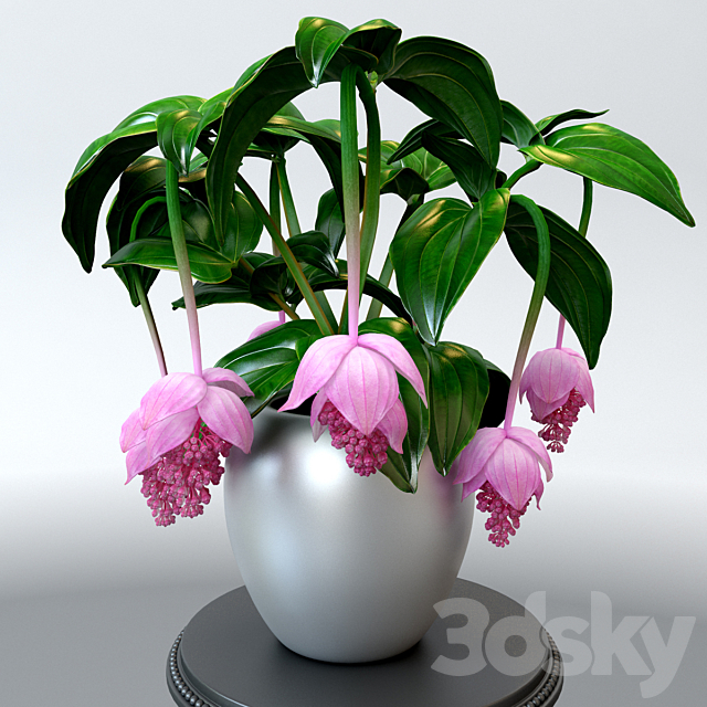 Medinilla magnificent _ Medinilla Magnifica flower on a pedestal 3DSMax File - thumbnail 2