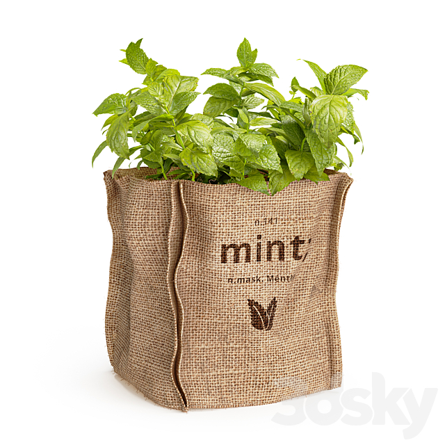 Mint in a burlap pot 3ds Max - thumbnail 1