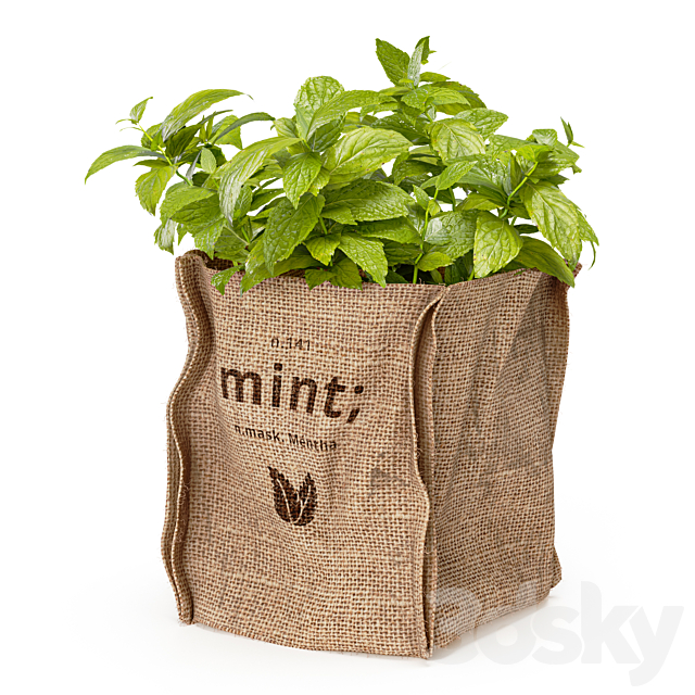 Mint in a burlap pot 3ds Max - thumbnail 2