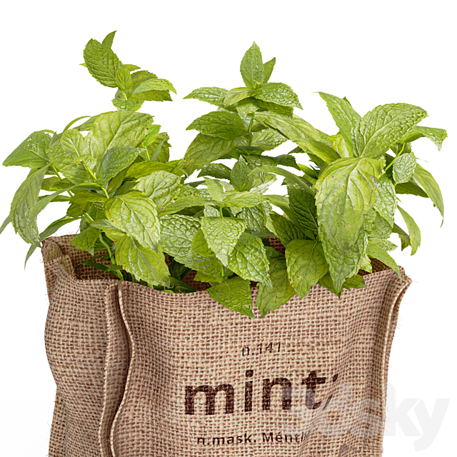 Mint in a burlap pot 3ds Max - thumbnail 3