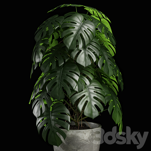 monstera 02 3DS Max Model - thumbnail 2