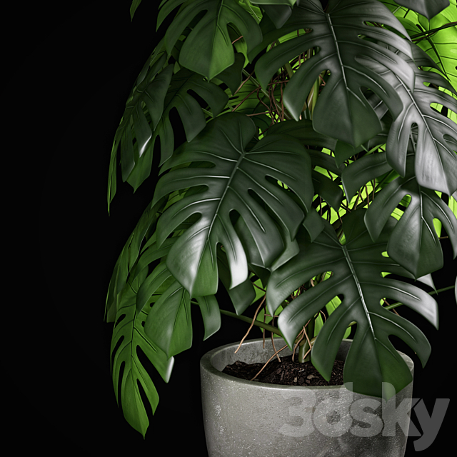 monstera 02 3DS Max Model - thumbnail 3