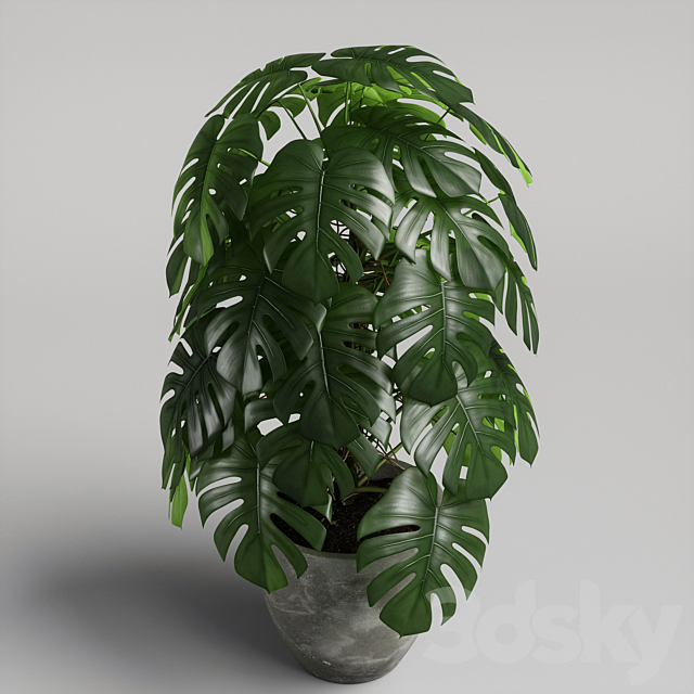 monstera 02 3DS Max Model - thumbnail 4