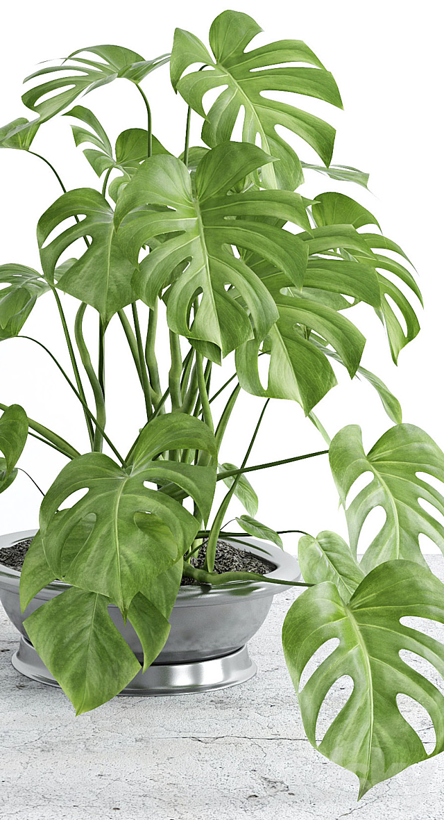 Monstera 2 3DS Max Model - thumbnail 2