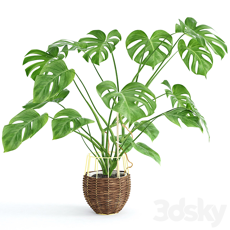 Monstera 3DS Max - thumbnail 1