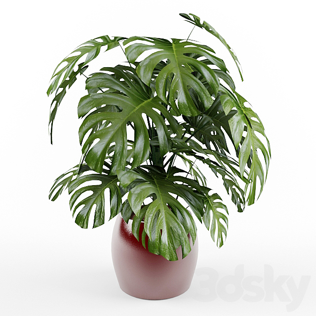 Monstera 3DS Max Model - thumbnail 2