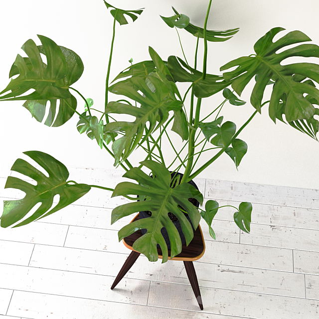 Monstera 3DSMax File - thumbnail 2