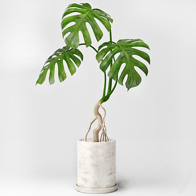 Monstera 3DSMax File - thumbnail 1