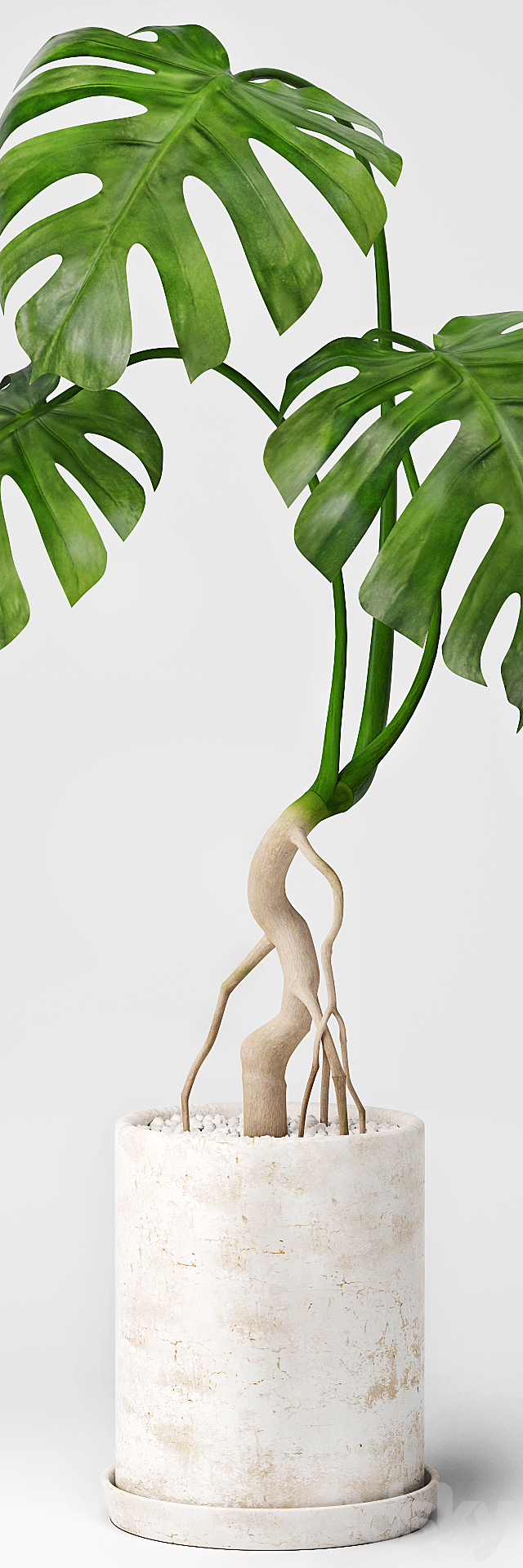 Monstera 3DSMax File - thumbnail 2