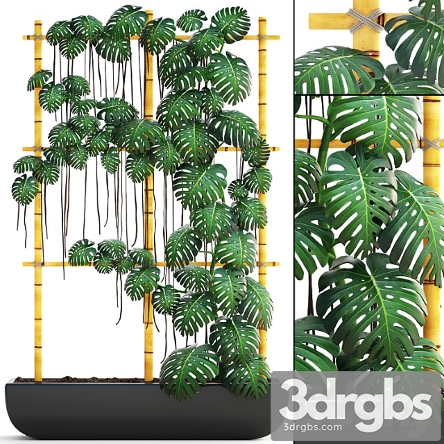 Monstera 7. vertical garden, phytowall, eco design, monstera, ornamental bush, pot, flowerpot - thumbnail 1