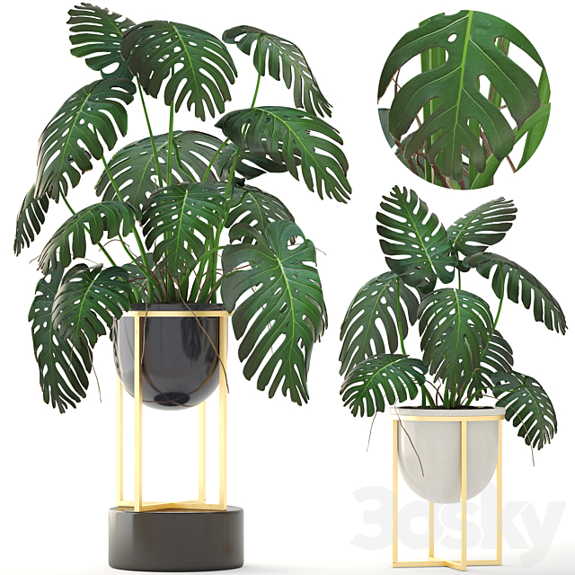 Monstera 8. Monstera. pot. flowerpot luxury. gold. bush. interior. decorative 3DSMax File - thumbnail 1