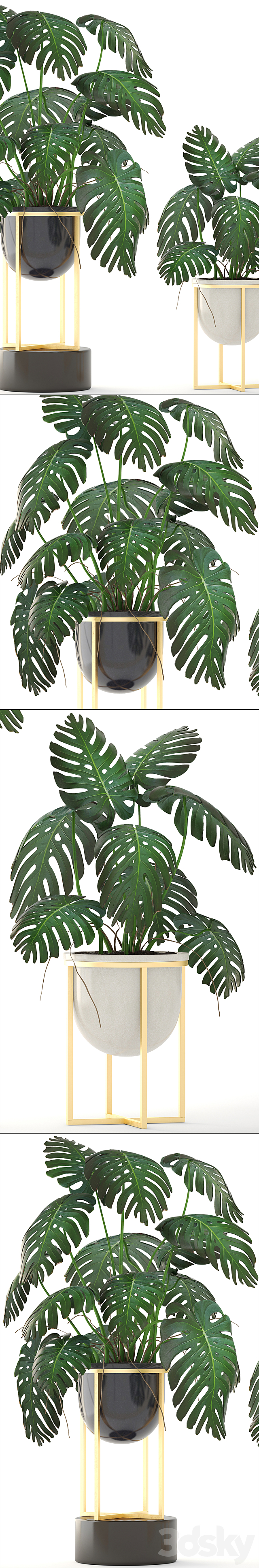 Monstera 8. Monstera. pot. flowerpot luxury. gold. bush. interior. decorative 3DSMax File - thumbnail 2