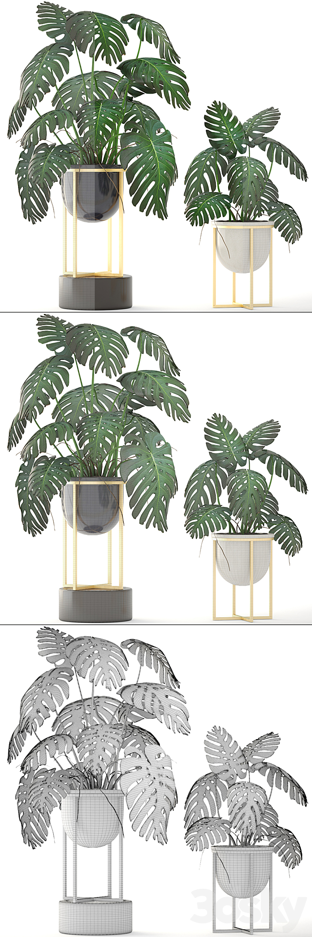 Monstera 8. Monstera. pot. flowerpot luxury. gold. bush. interior. decorative 3DSMax File - thumbnail 3