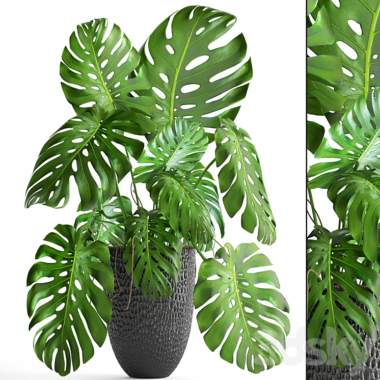 Monstera bush flower pot black flowerpot indoor interior 3DS Max - thumbnail 1