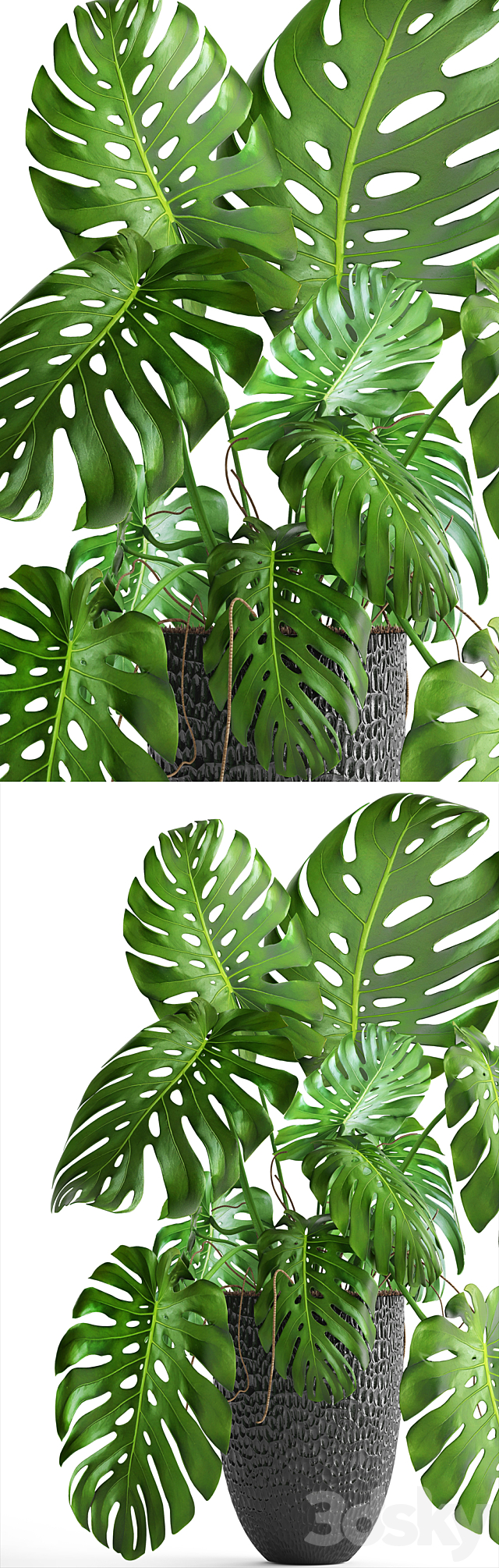 Monstera. bush. flower. pot. black flowerpot. indoor. interior 3DSMax File - thumbnail 2