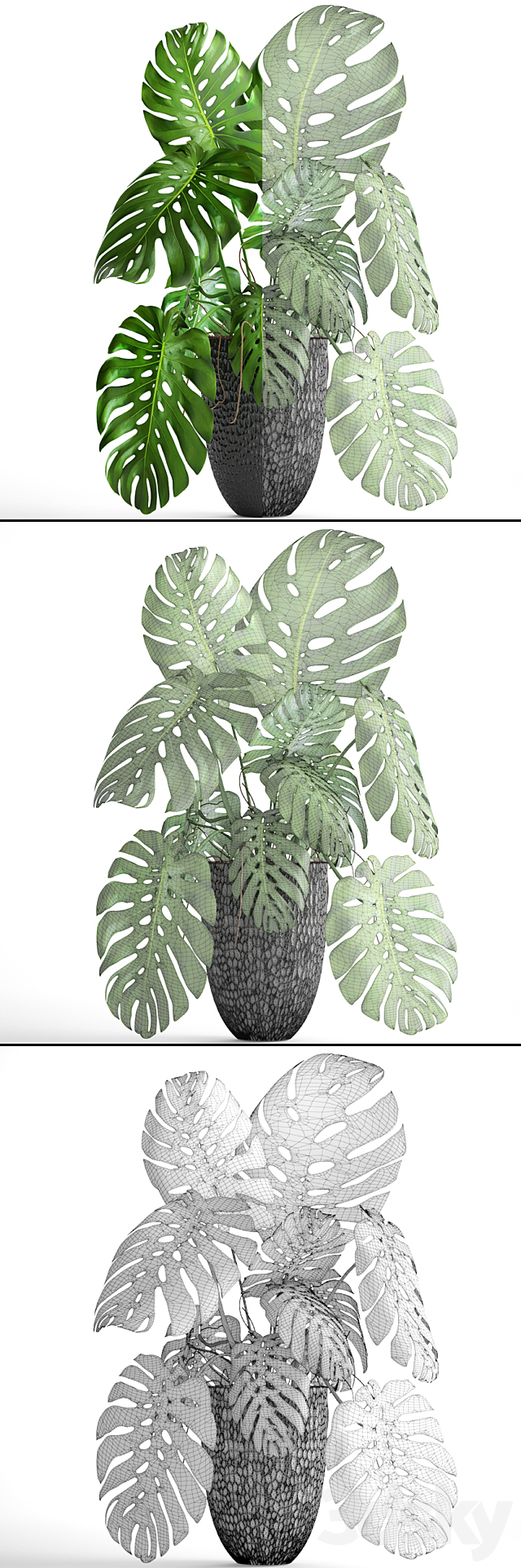 Monstera. bush. flower. pot. black flowerpot. indoor. interior 3DSMax File - thumbnail 3