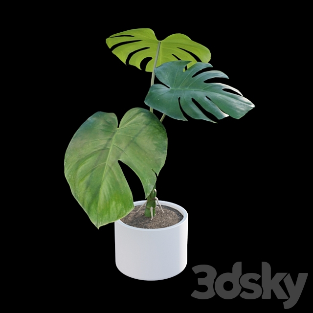 Monstera deliciosa 3DS Max Model - thumbnail 2