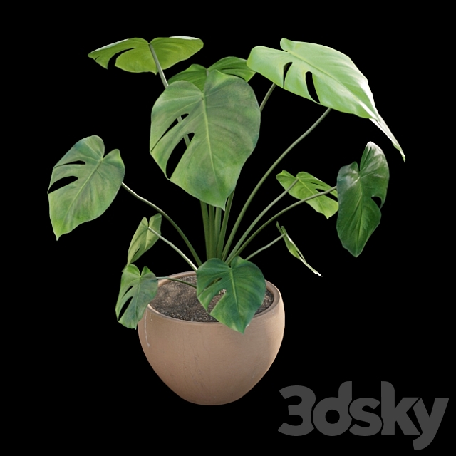 Monstera deliciosa 3DS Max Model - thumbnail 3