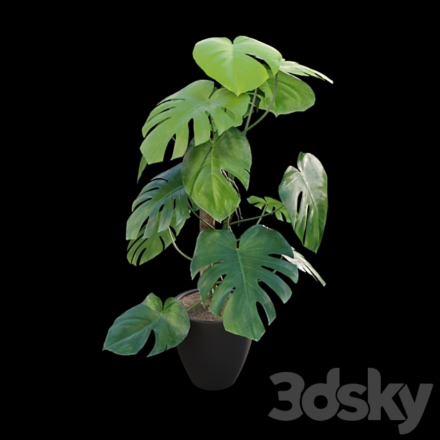 Monstera deliciosa 3DS Max Model - thumbnail 4