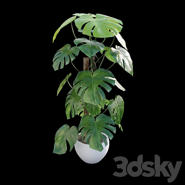 Monstera deliciosa 3DS Max Model - thumbnail 5