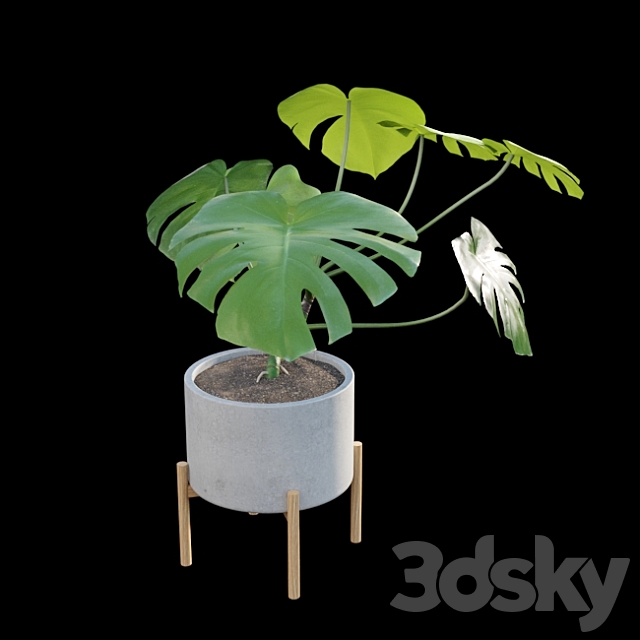 Monstera deliciosa 3DS Max Model - thumbnail 6