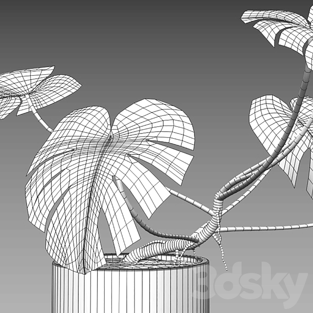 Monstera deliciosa 3DS Max Model - thumbnail 7