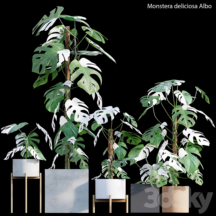 Monstera deliciosa Albo – Var 3DS Max Model - thumbnail 1