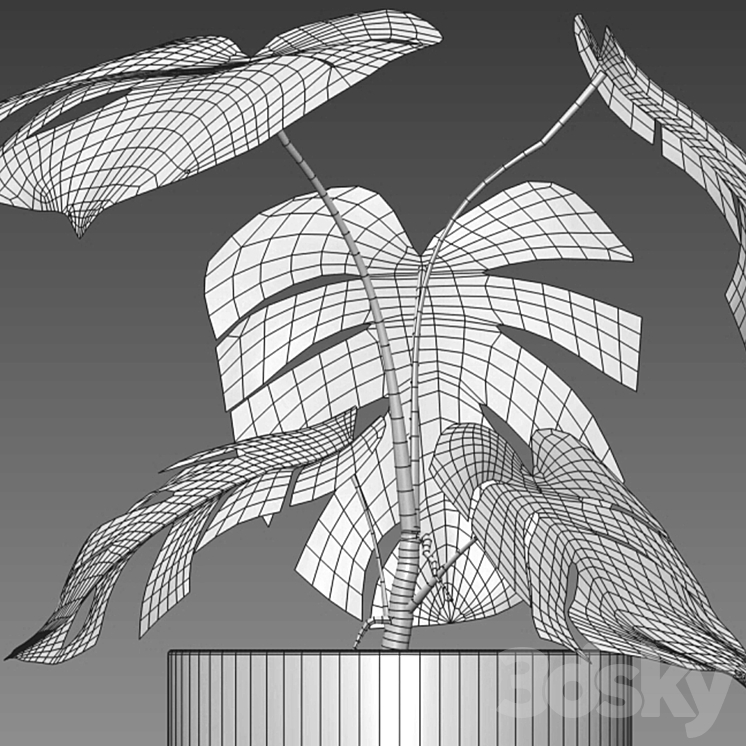 Monstera deliciosa Albo – Var 3DS Max Model - thumbnail 2