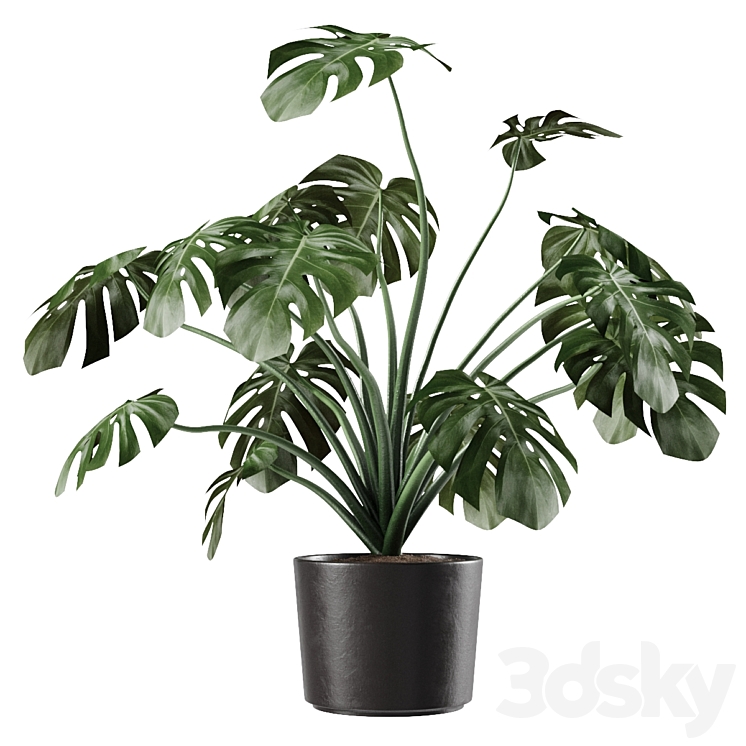 Monstera Deliciosa Vase Plant 3DS Max Model - thumbnail 1