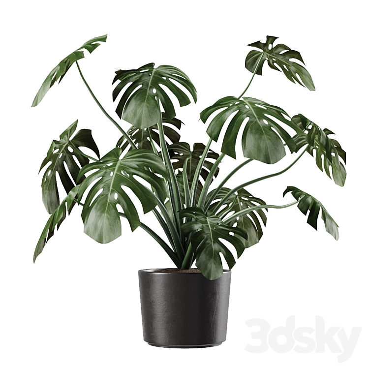 Monstera Deliciosa Vase Plant 3DS Max Model - thumbnail 2