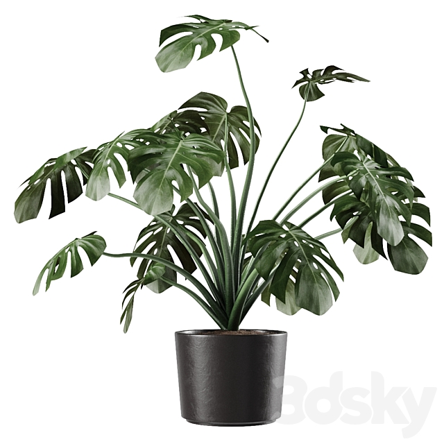 Monstera Deliciosa Vase Plant 3DSMax File - thumbnail 1