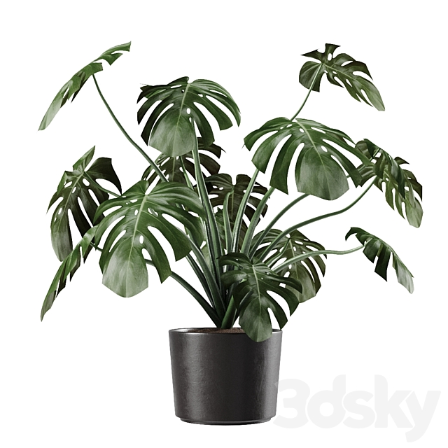 Monstera Deliciosa Vase Plant 3DSMax File - thumbnail 2