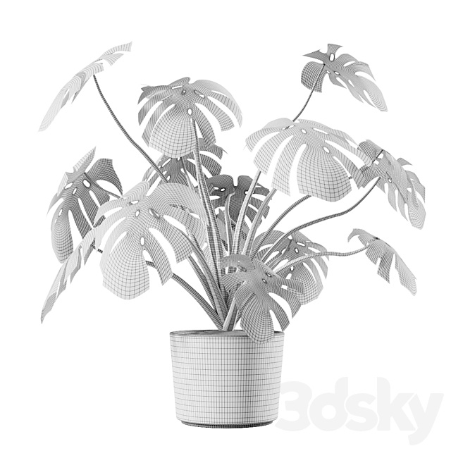 Monstera Deliciosa Vase Plant 3DSMax File - thumbnail 3