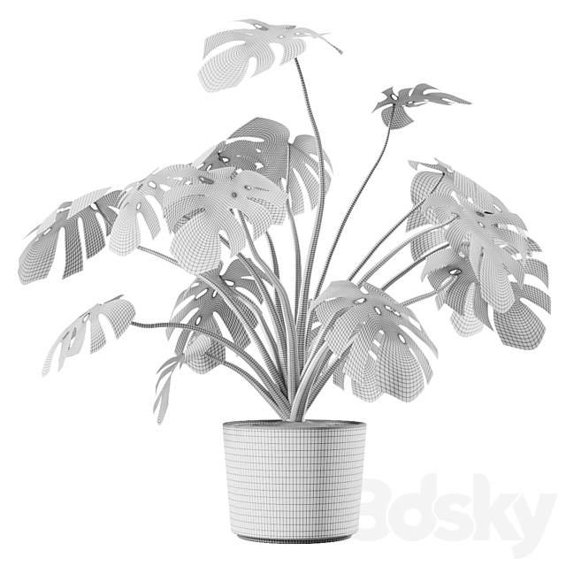 Monstera Deliciosa Vase Plant 3DSMax File - thumbnail 4