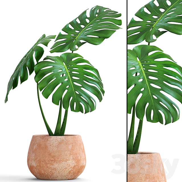 monstera. flower. pot. bush. flowerpot. clay. clinker. decorative. small plants 3DSMax File - thumbnail 1