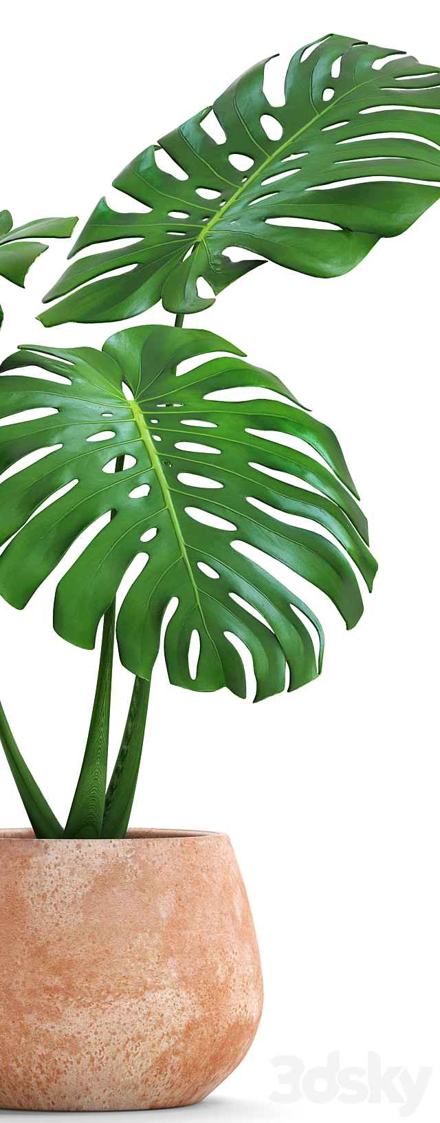 monstera. flower. pot. bush. flowerpot. clay. clinker. decorative. small plants 3DSMax File - thumbnail 2